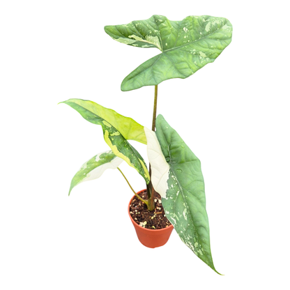 Alocasia Simpo Variegata