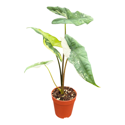 Alocasia Simpo Variegata