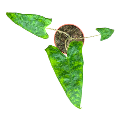 Alocasia Zebrina Reticulata