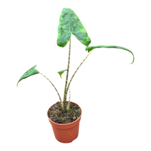 Alocasia Zebrina Reticulata