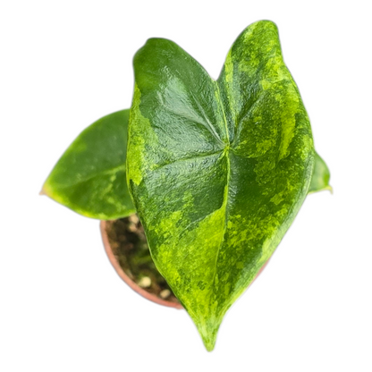 斑葉斑馬海芋