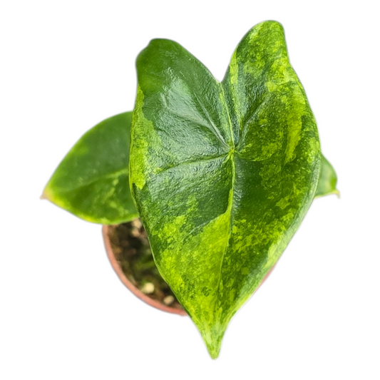 Alocasia Zebrina Variegata