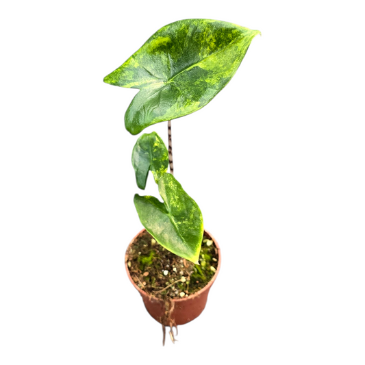 Alocasia Zebrina Variegata
