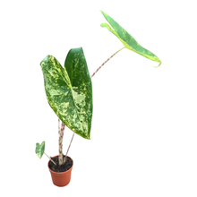 Alocasia Zebrina Variegata