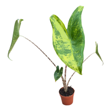 Alocasia Zebrina Variegata