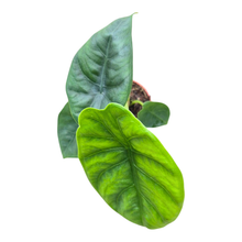 Alocasia sp Puncak Borneensis