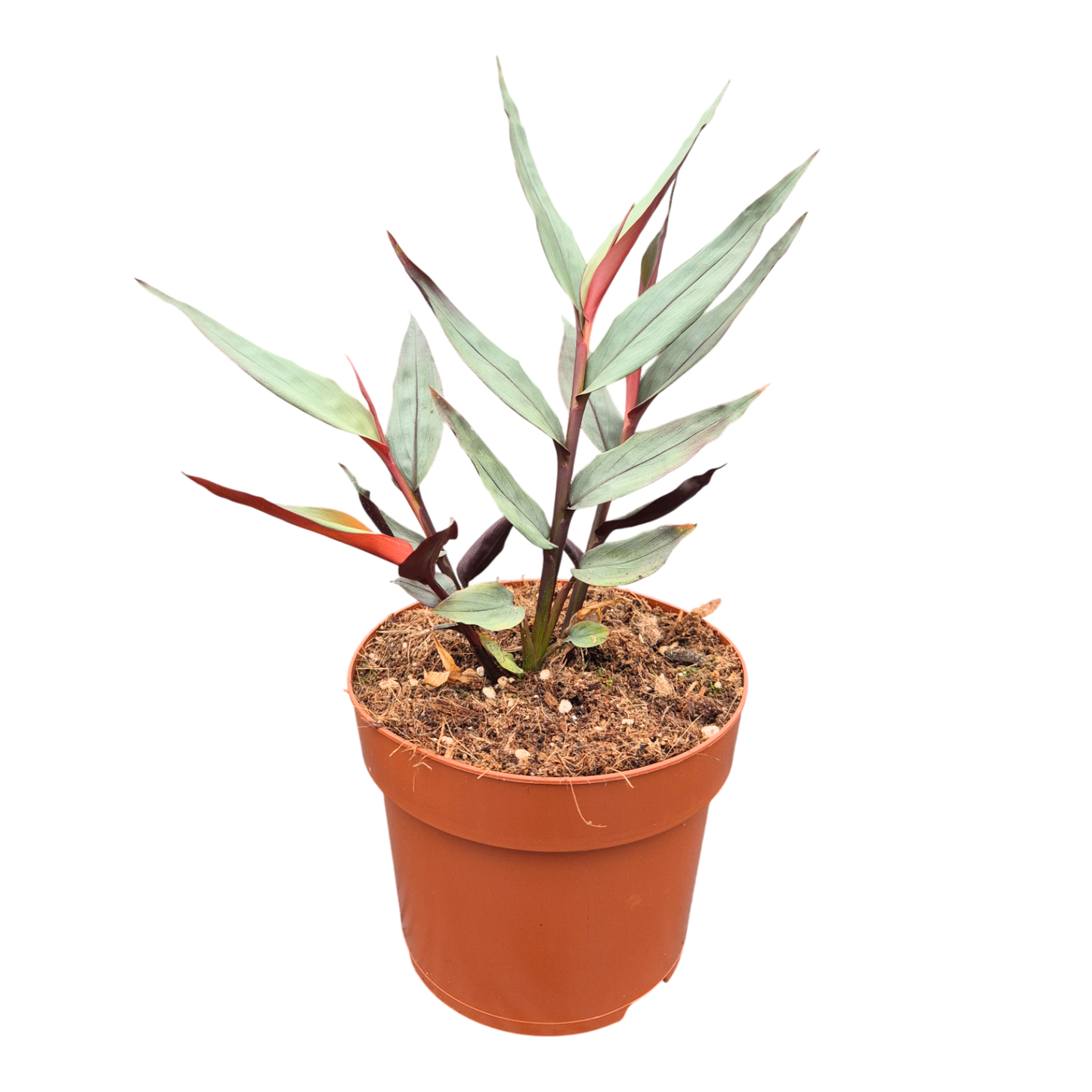 Alpinia Silver
