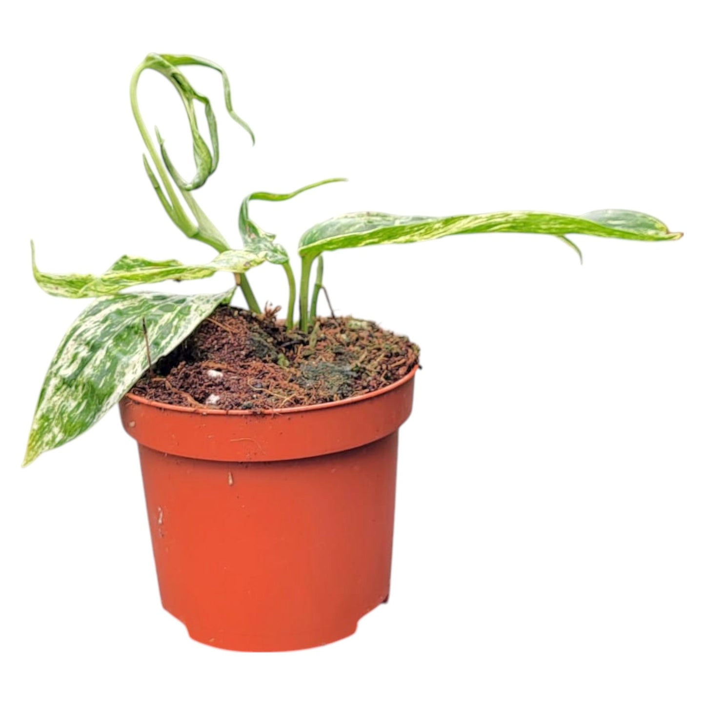 Amydrium Zippelianum Variegata