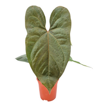 Anthurium Red Crystallinum x sp. Napo