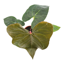 Anthurium Red Crystallinum x sp. Napo