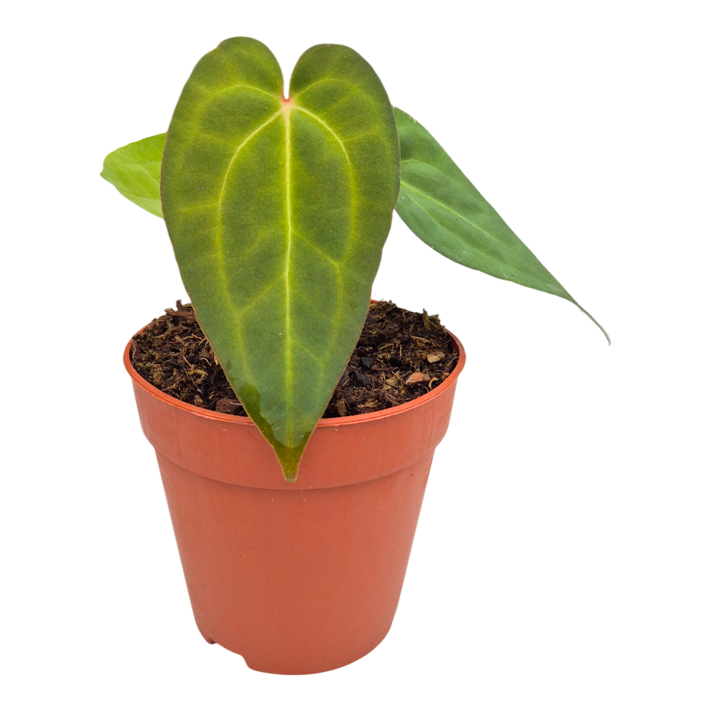 Anthurium Ace of Spades × Blue Papillilaminum