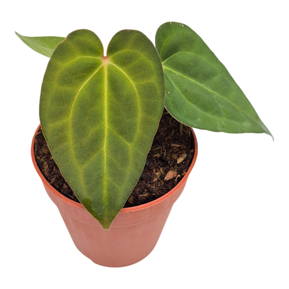 Anthurium Ace of Spades x Blue Papillilaminum