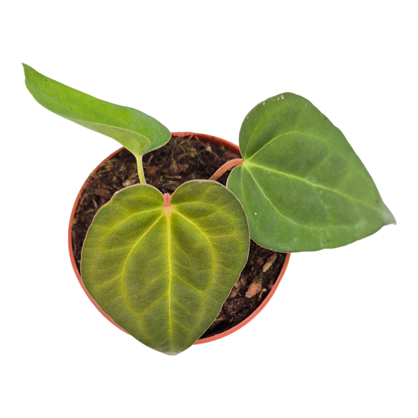 Anthurium Ace of Spades × Blue Papillilaminum