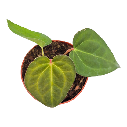 Anthurium Ace of Spades x Blue Papillilaminum