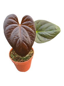 Anthurium Chamberlainii