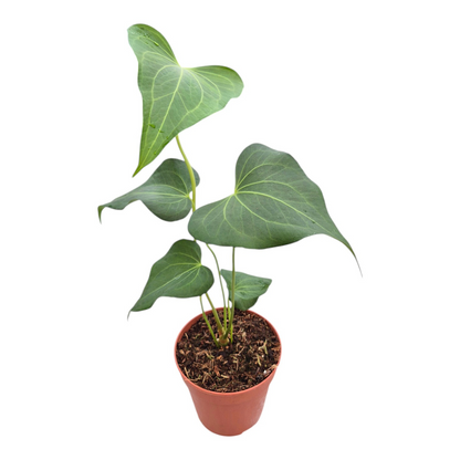 Anthurium Clarinervium x Pedatoradiatum