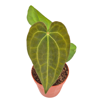 Anthurium Dark Mama x Ace of Spades