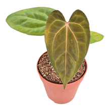 Anthurium Goliath x Bloodqueen