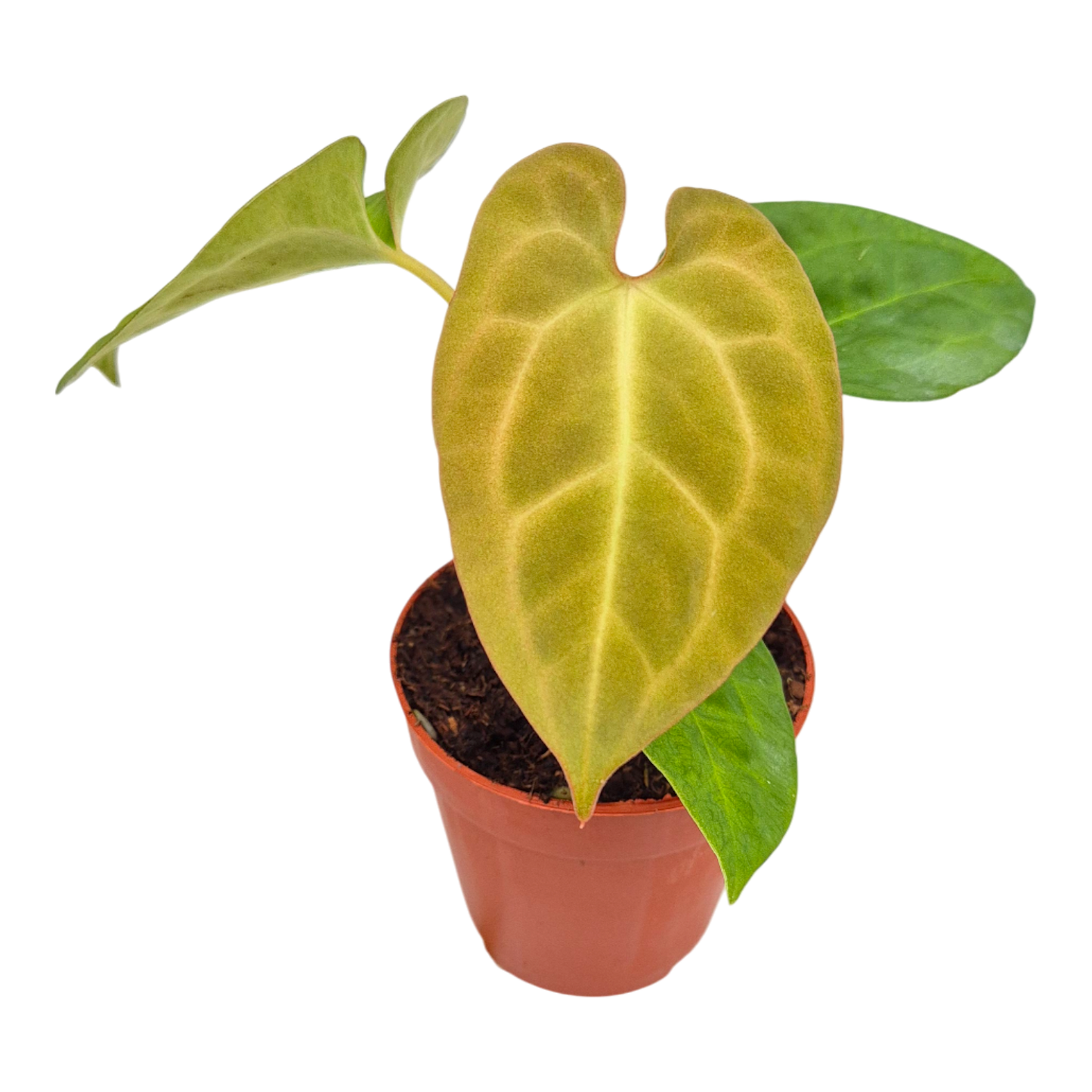 Anthurium King of Spades x Forgetti x Goliath