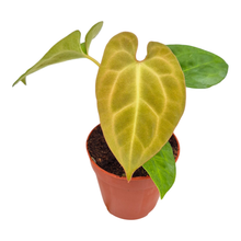 Anthurium King of Spades x Forgetill x Goliath