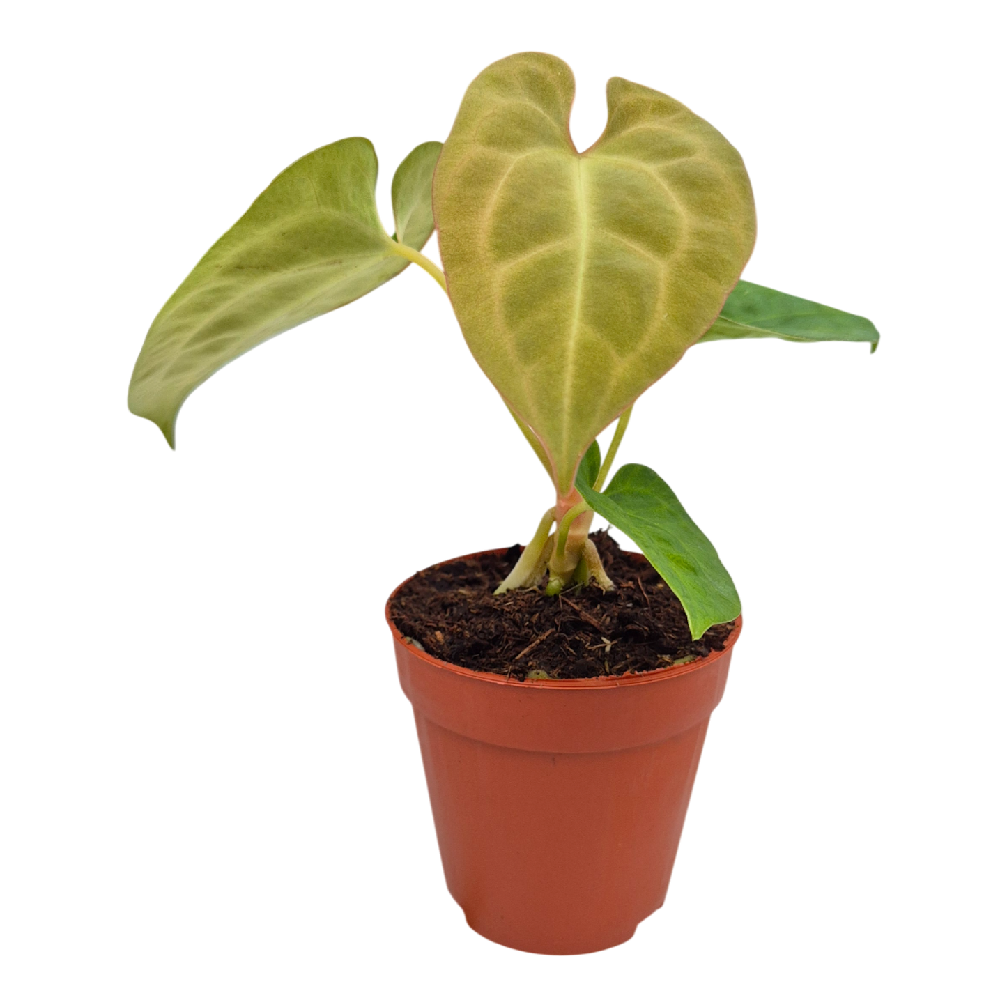 Anthurium King of Spades x Forgetti x Goliath