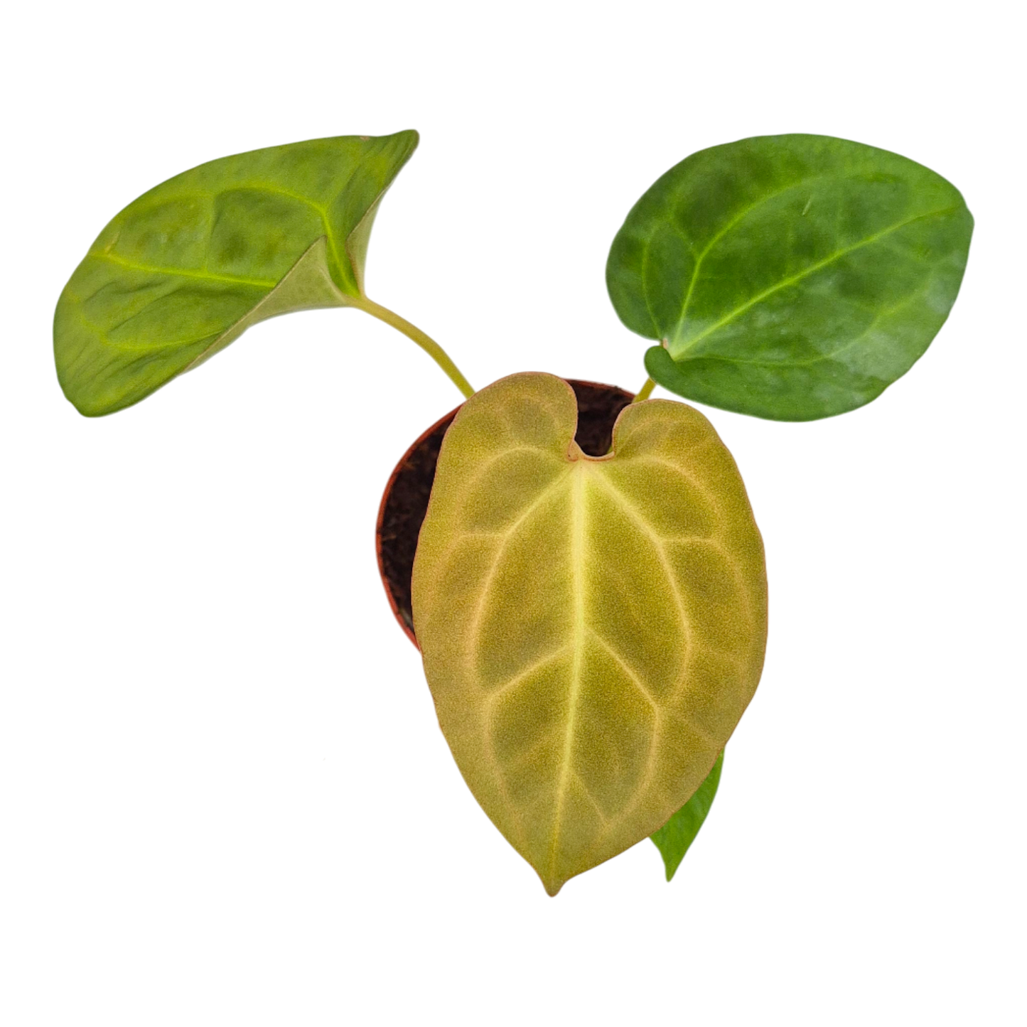 Anthurium King of Spades x Forgetti x Goliath
