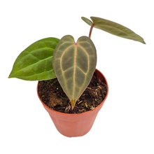 Anthurium Michelle x Ace of Spades