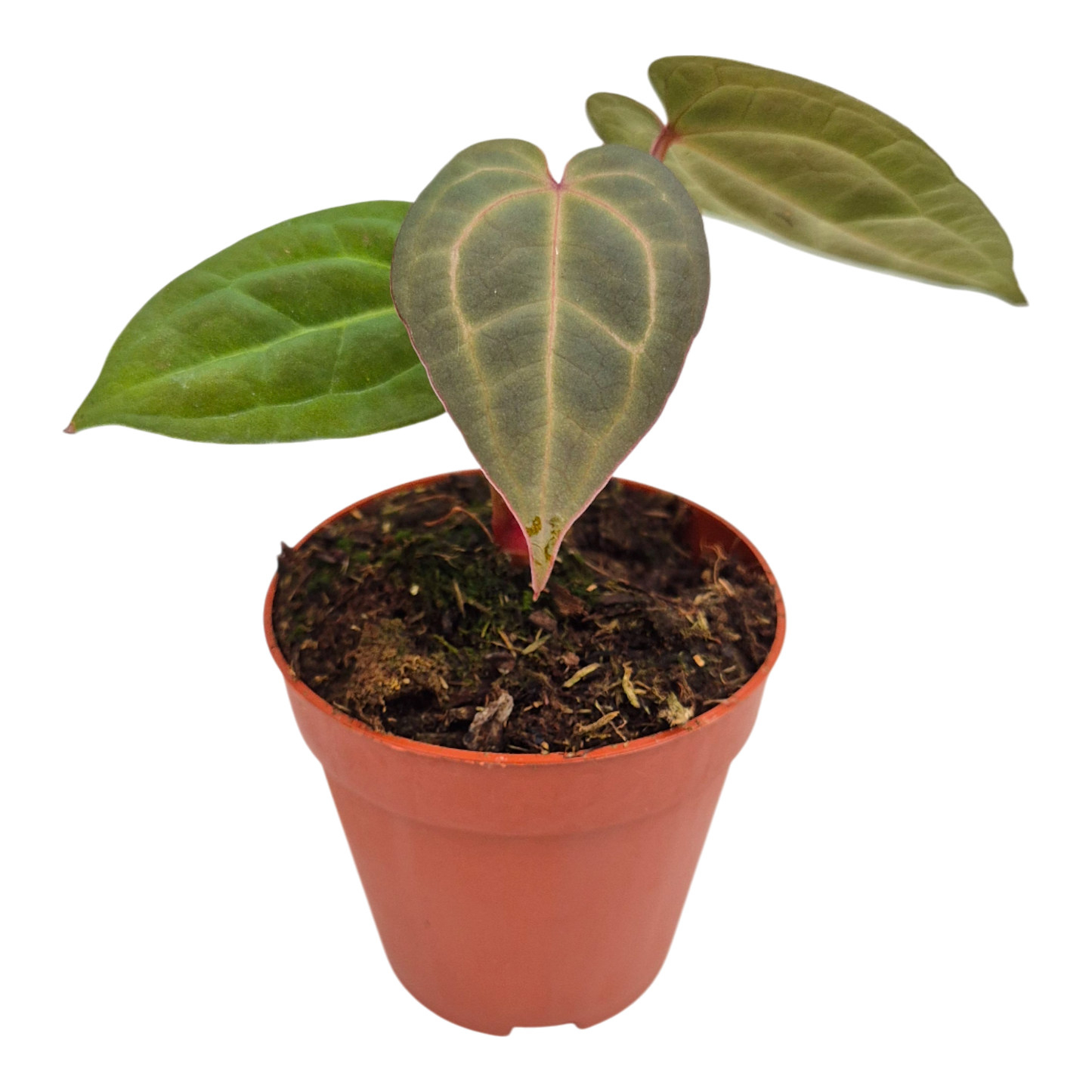 Anthurium Michelle x Ace of Spades