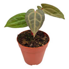 Anthurium Michelle x Ace of Spades