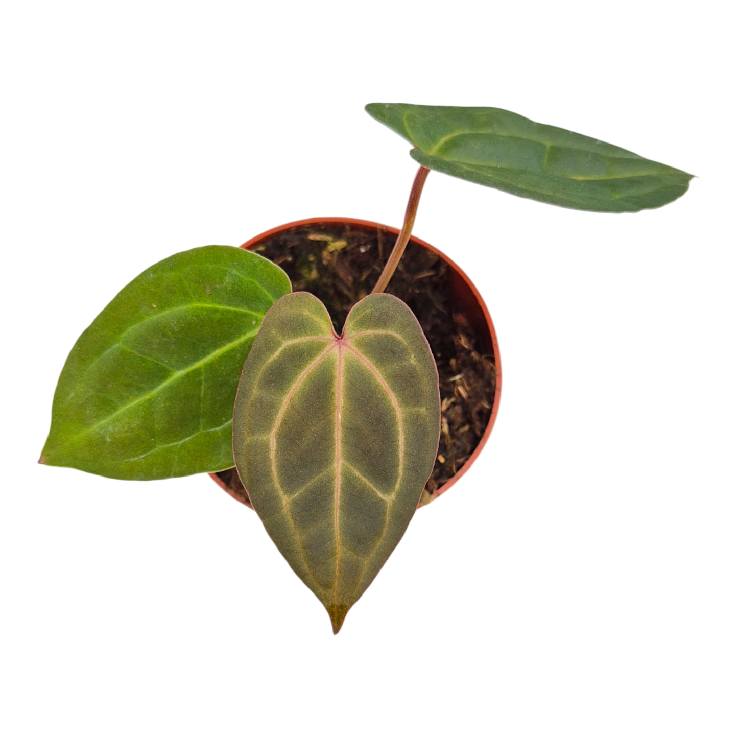 Anthurium Michelle x Ace of Spades