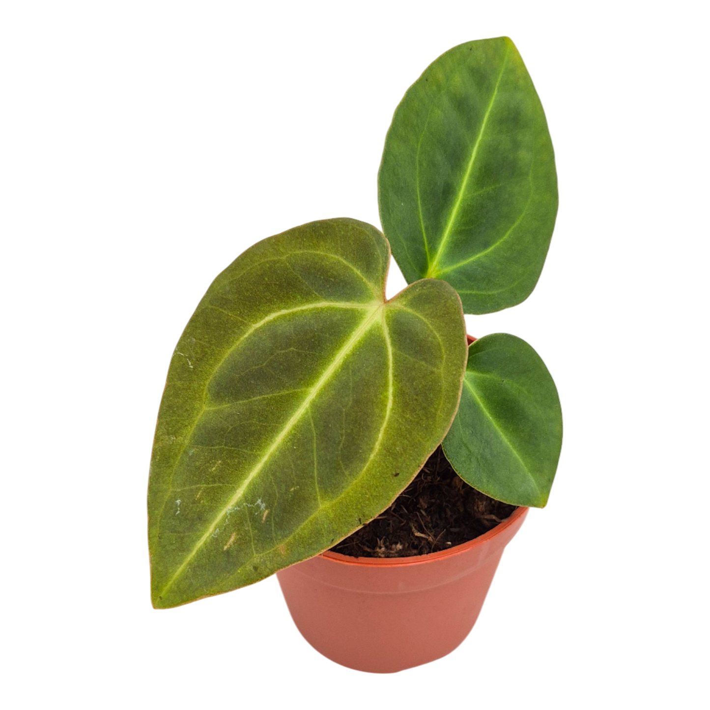 Anthurium Papillilaminum x Dark Phoenix