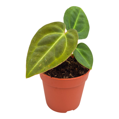 Anthurium Papillilaminum x Dark Poenix