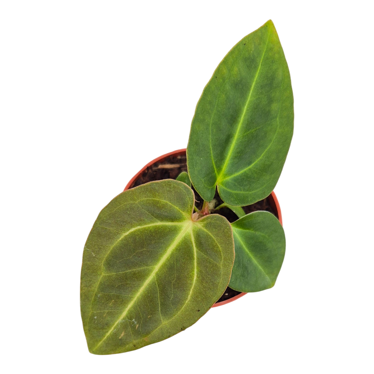 Anthurium Papillilaminum x Dark Phoenix