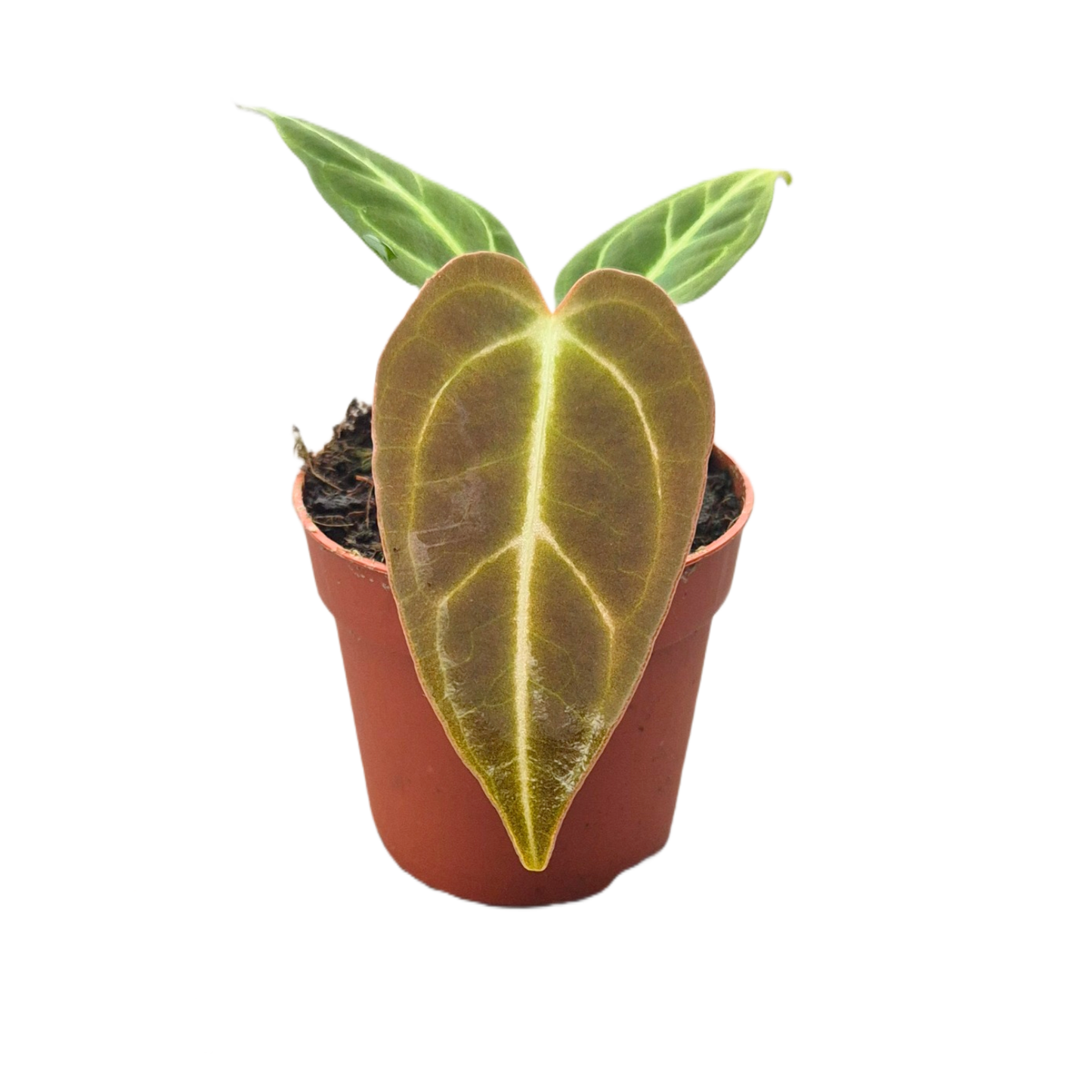 Anthurium Regale