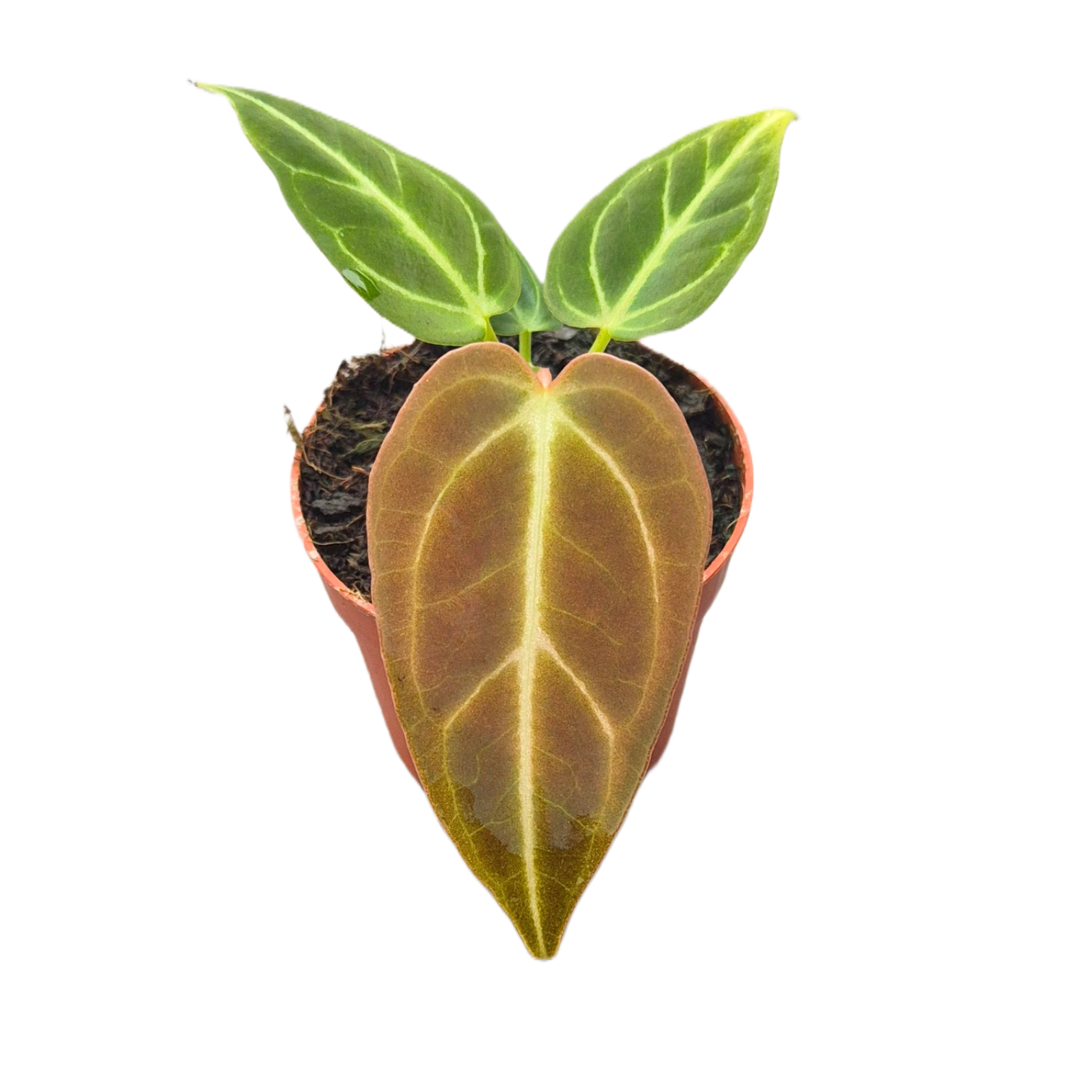 anthurium regale new leaf Anthurium Regale – Casa Botanica