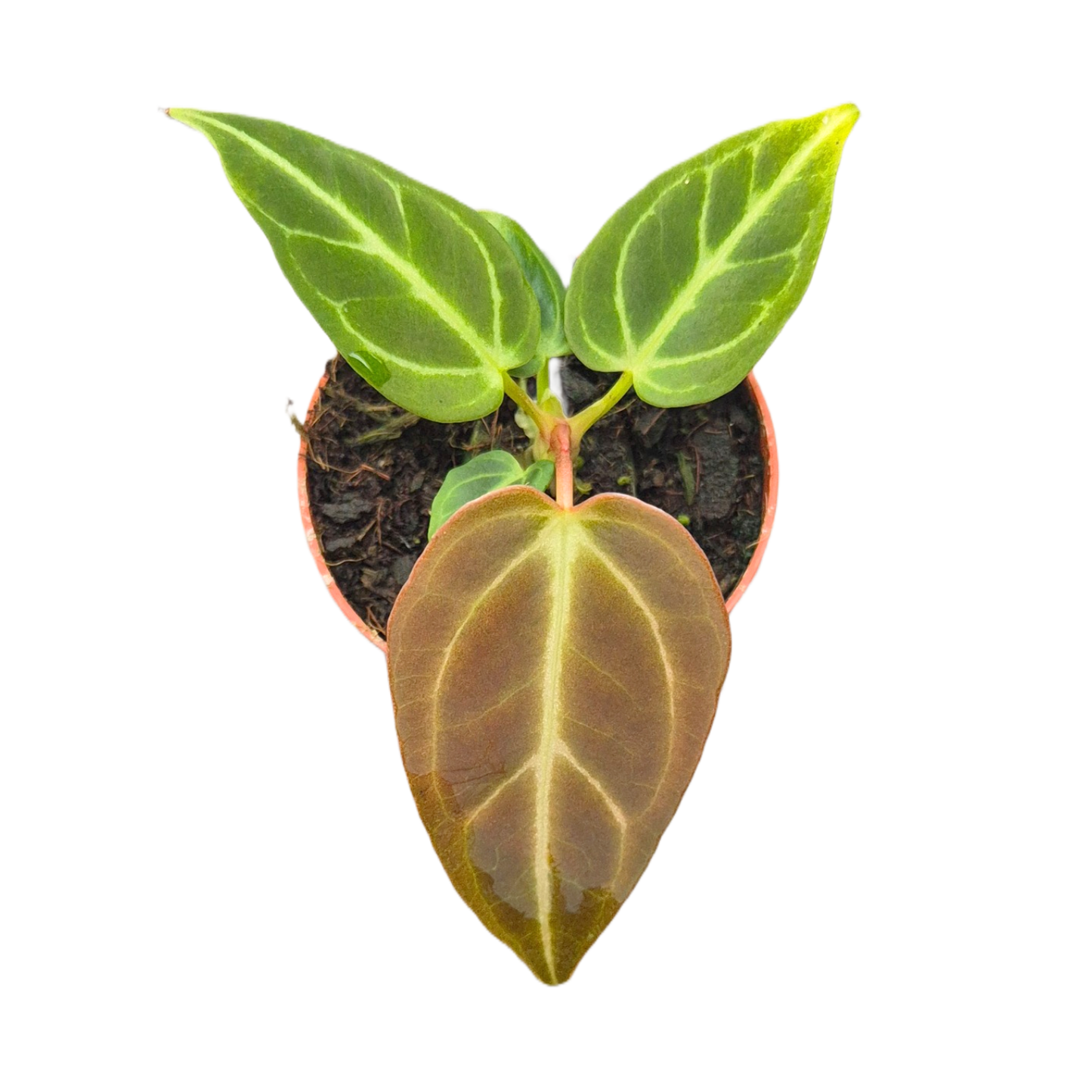 Anthurium Regale