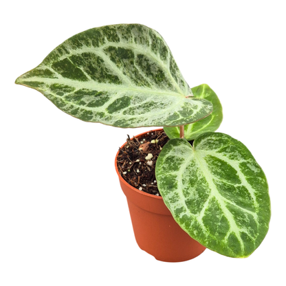 Anthurium Silver Blush Mint