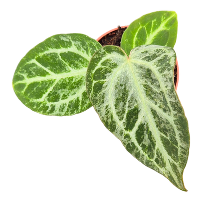 Anthurium Silver Blush Mint