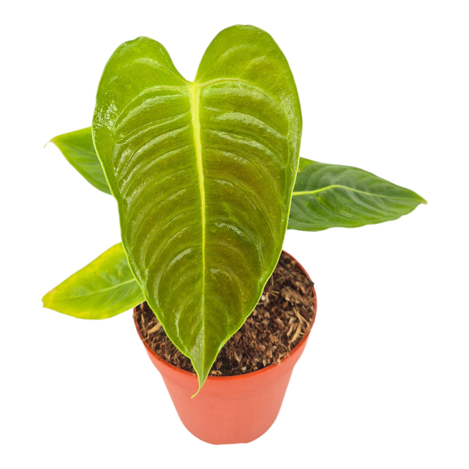 anthurium veitchii hybrid Anthurium Veitchii – Casa Botanica