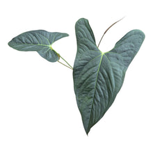 Anthurium Papillilaminum Ree Gardens x sp. Napo LIVE SALE 1