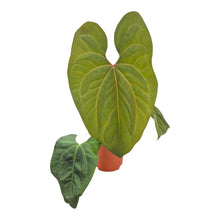 Anthurium Red Crystallinum x sp. Napo LIVE SALE 1