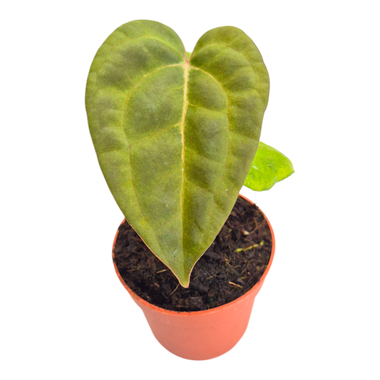 Anthurium Ace of Spades x Papillilaminum