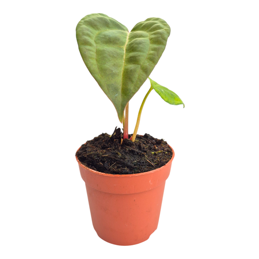 Anthurium Ace of Spades x Papillilaminum