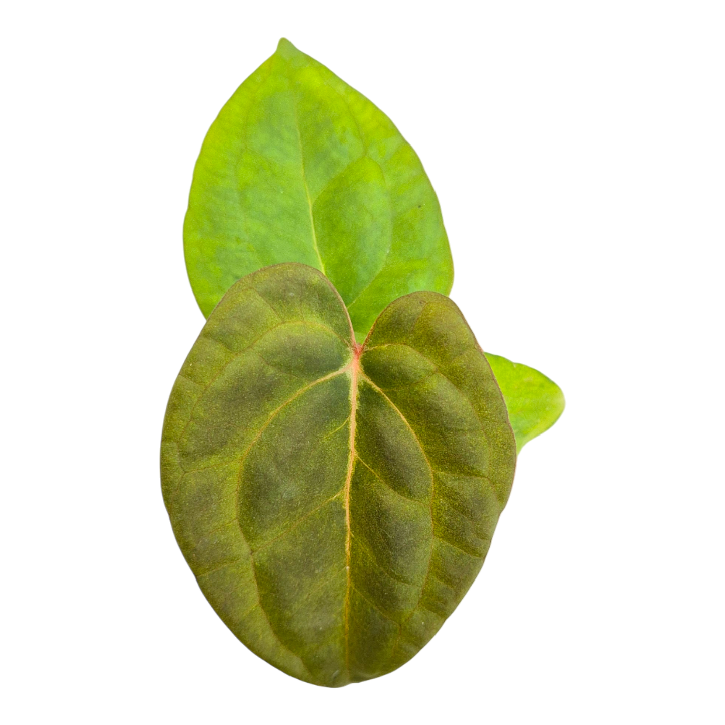 Anthurium Ace of Spades x Papillilaminum
