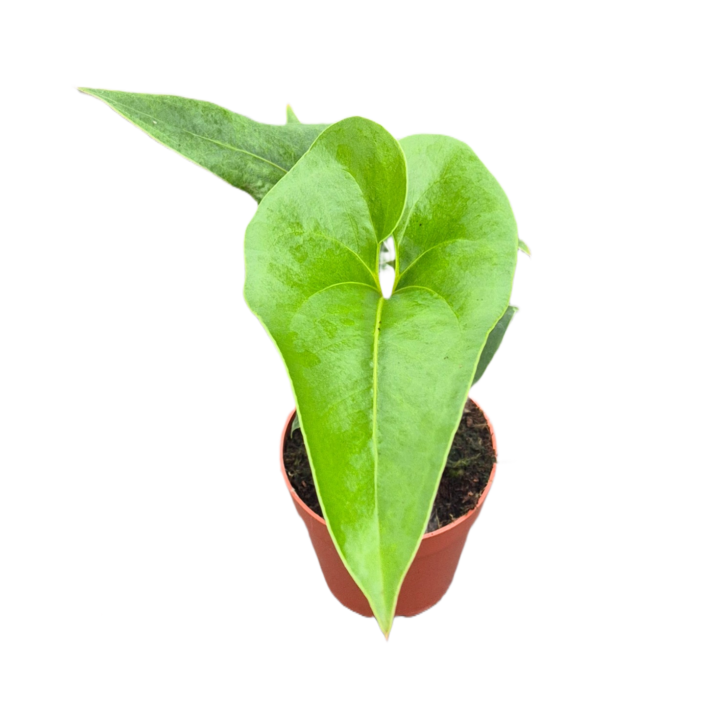 Anthurium Brownii