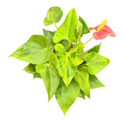 Anthurium Caipirinha