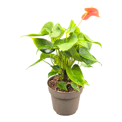 Anthurium Caipirinha