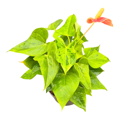 Anthurium Caipirinha