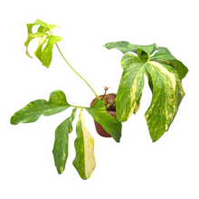 Anthurium Clavigerum Variegata