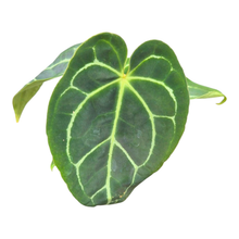 Anthurium Crystallinum Hybrid